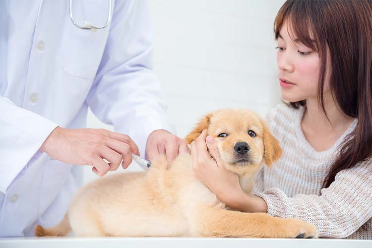 犬・猫用の主なワクチン